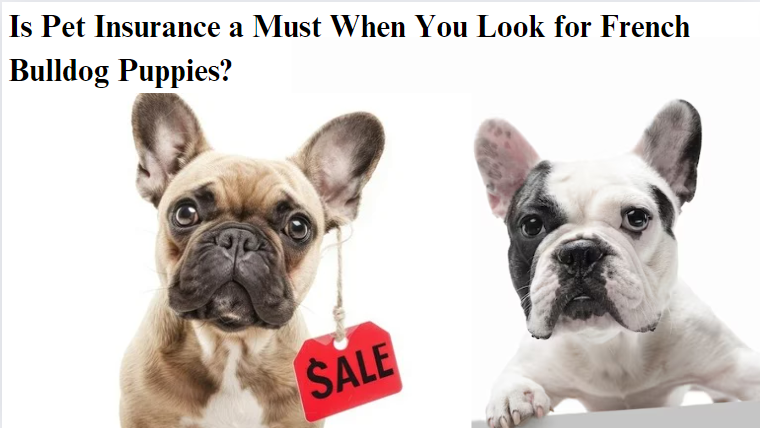 Pet Insurance for French Bulldog Puppies